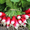 Radis roses bio
