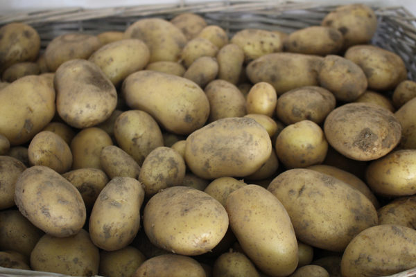 Pommes de terre nouvelles bio