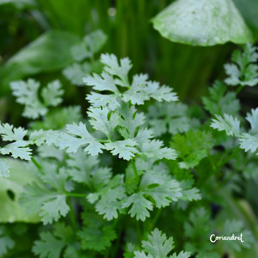Coriandre