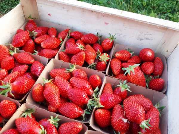 Fraises - variété Gariguette