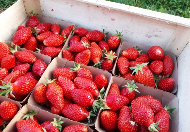 https://www.fermeducoin.fr/wp-content/uploads/2014/05/fraises-gariguette-650x450.jpg