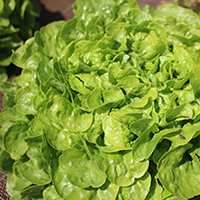 Salade feuille de chêne bio