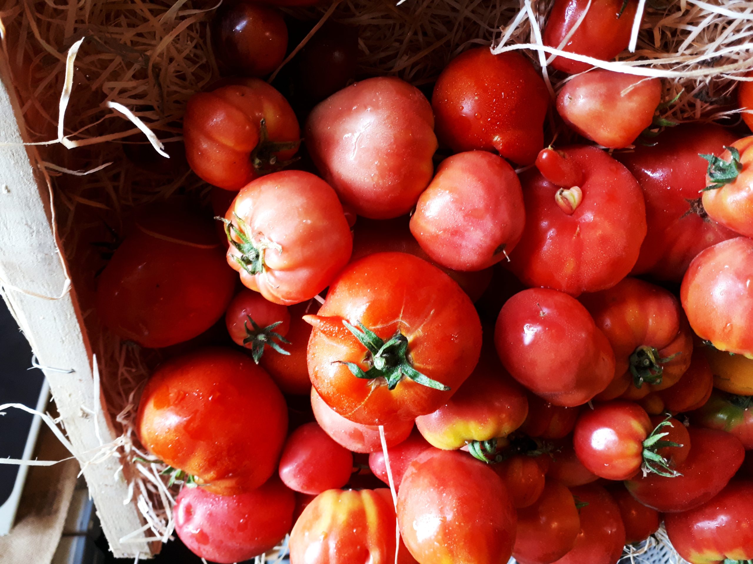 Caisse tomates à coulis