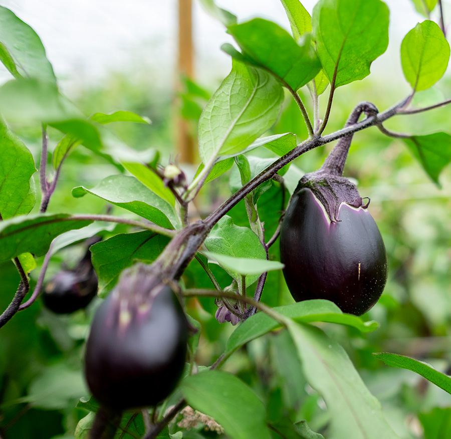 Aubergines population - Variété Japonaise