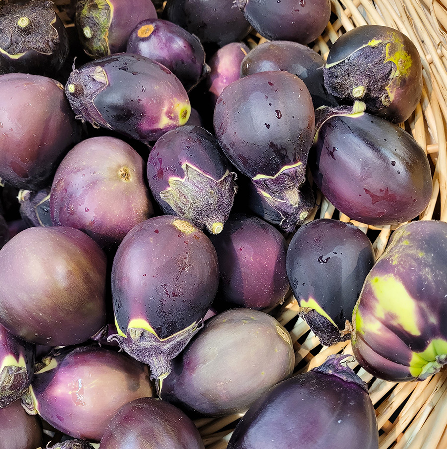 Aubergines population - Variété Japonaise – Image 2