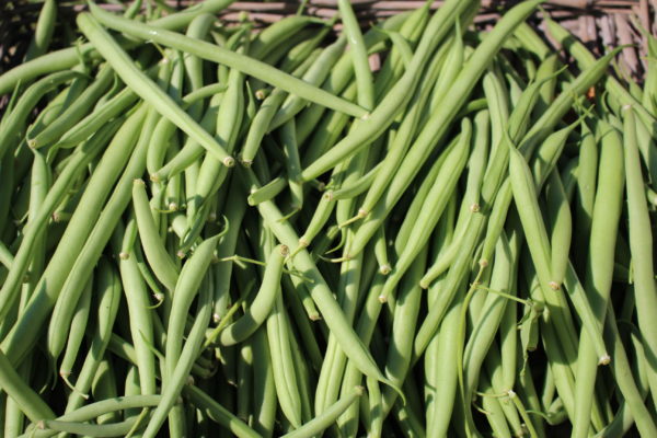 Haricots verts