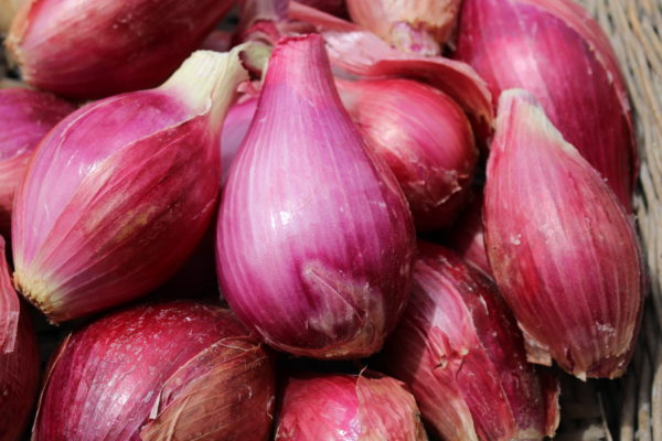 Oignons rouges