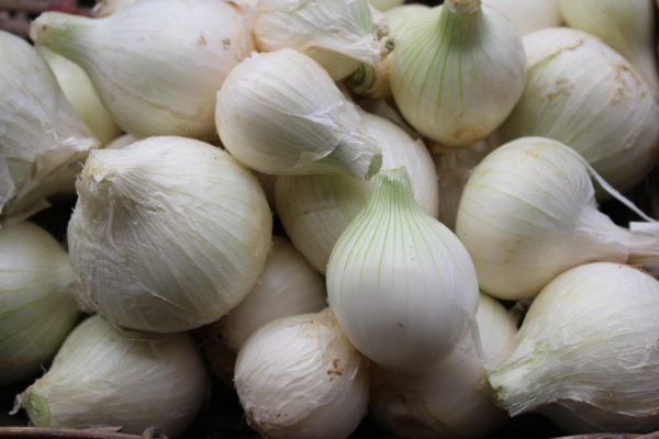 Oignons blancs