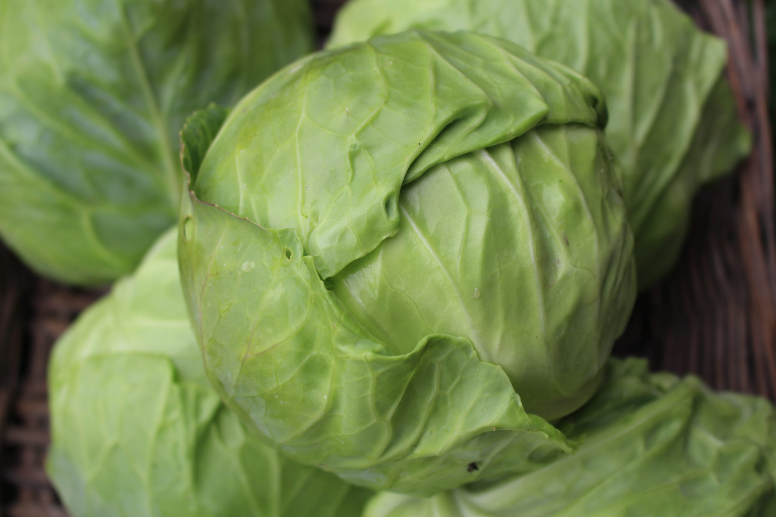 Chou cabus lisse blanc