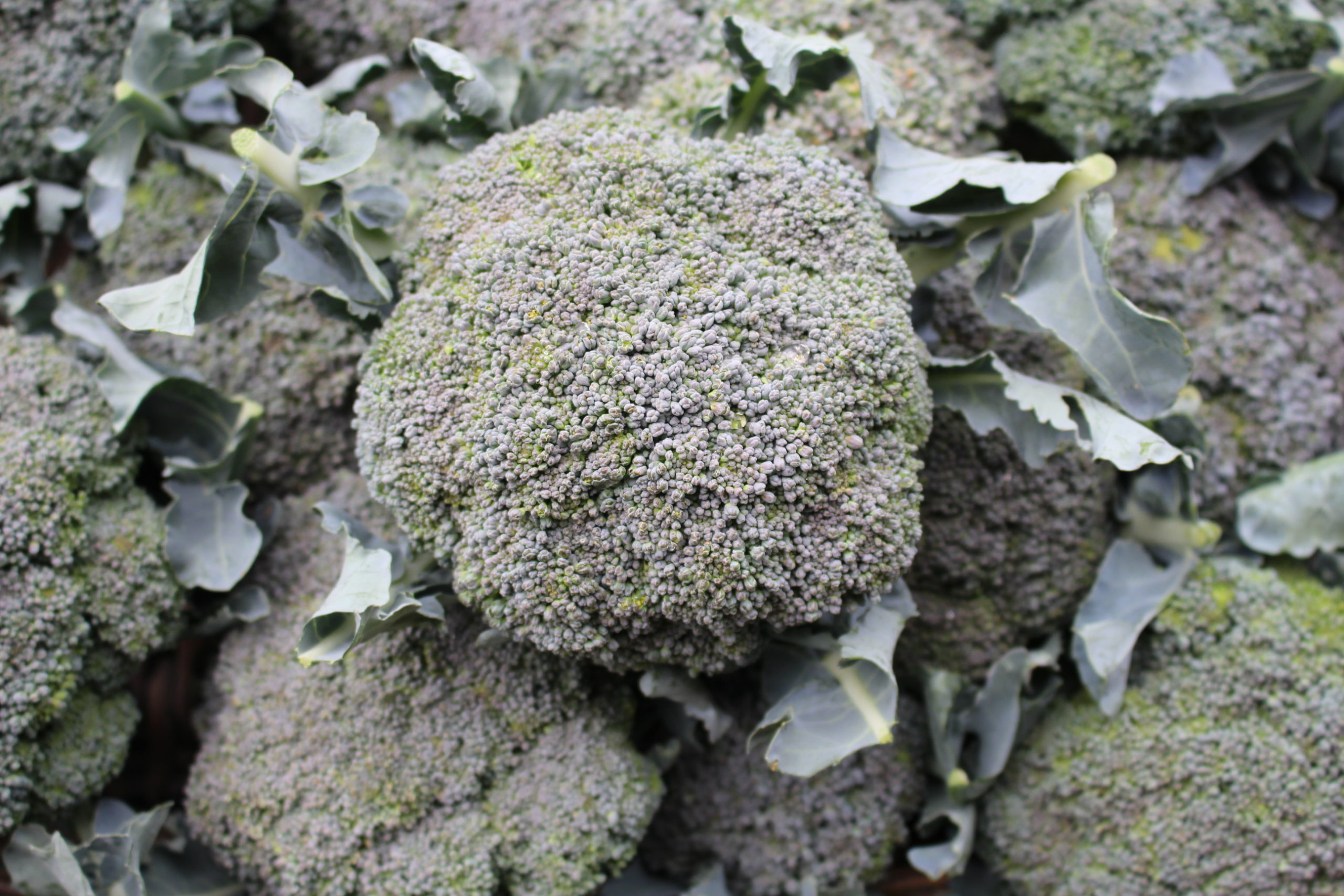 Brocoli