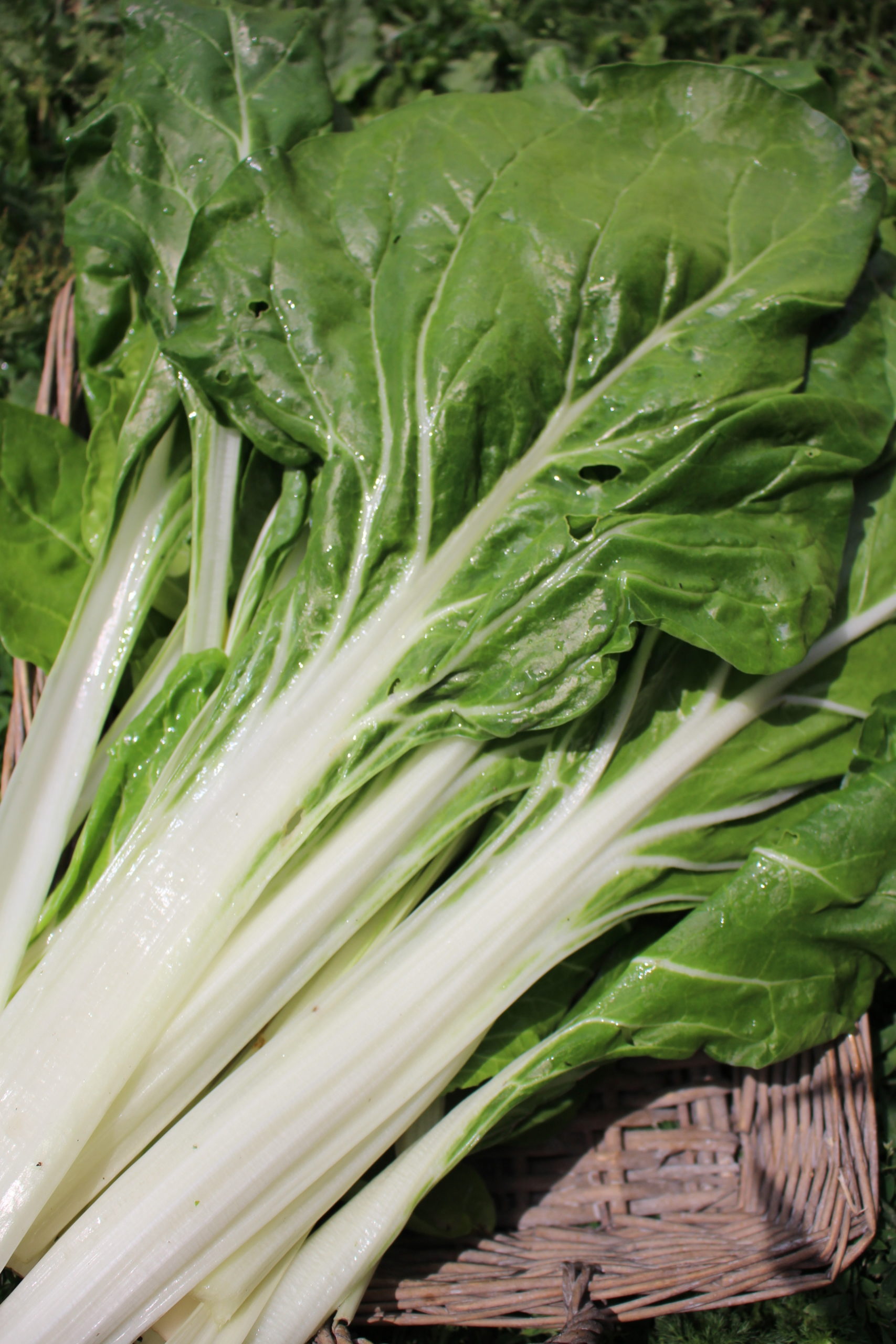 Côtes de blette blanches