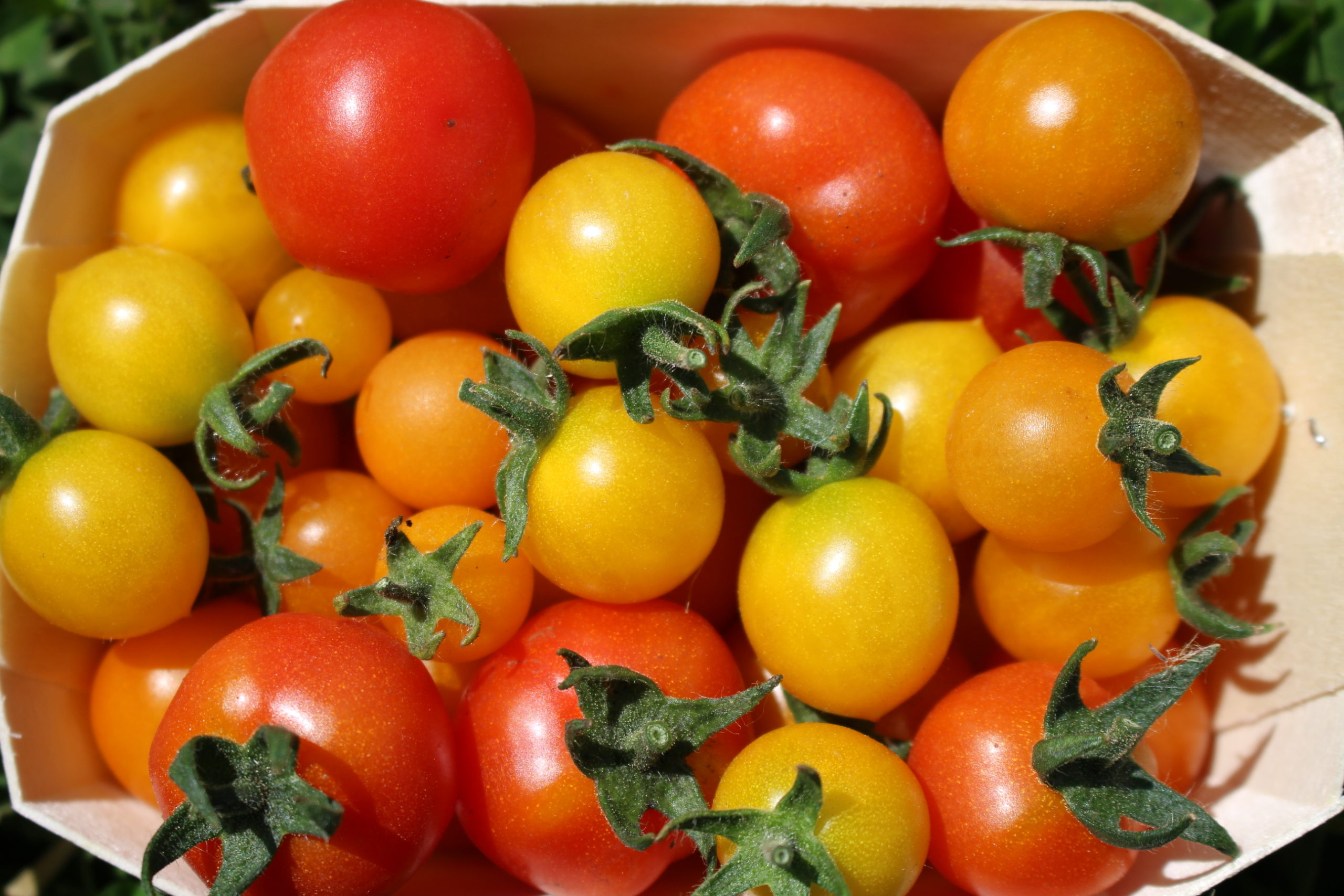 Tomates cerises pour les gourmands