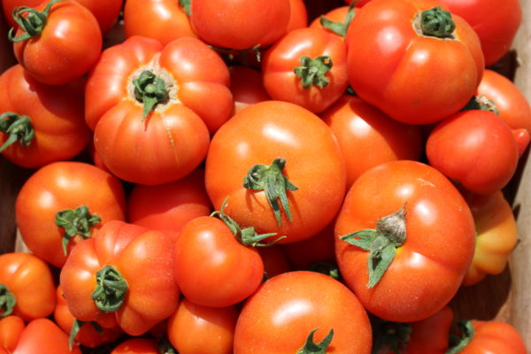 Tomates rondes