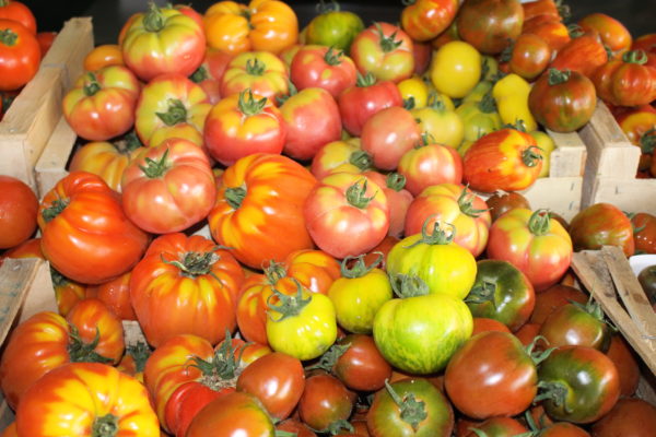 Tomates populations dites anciennes – Image 2