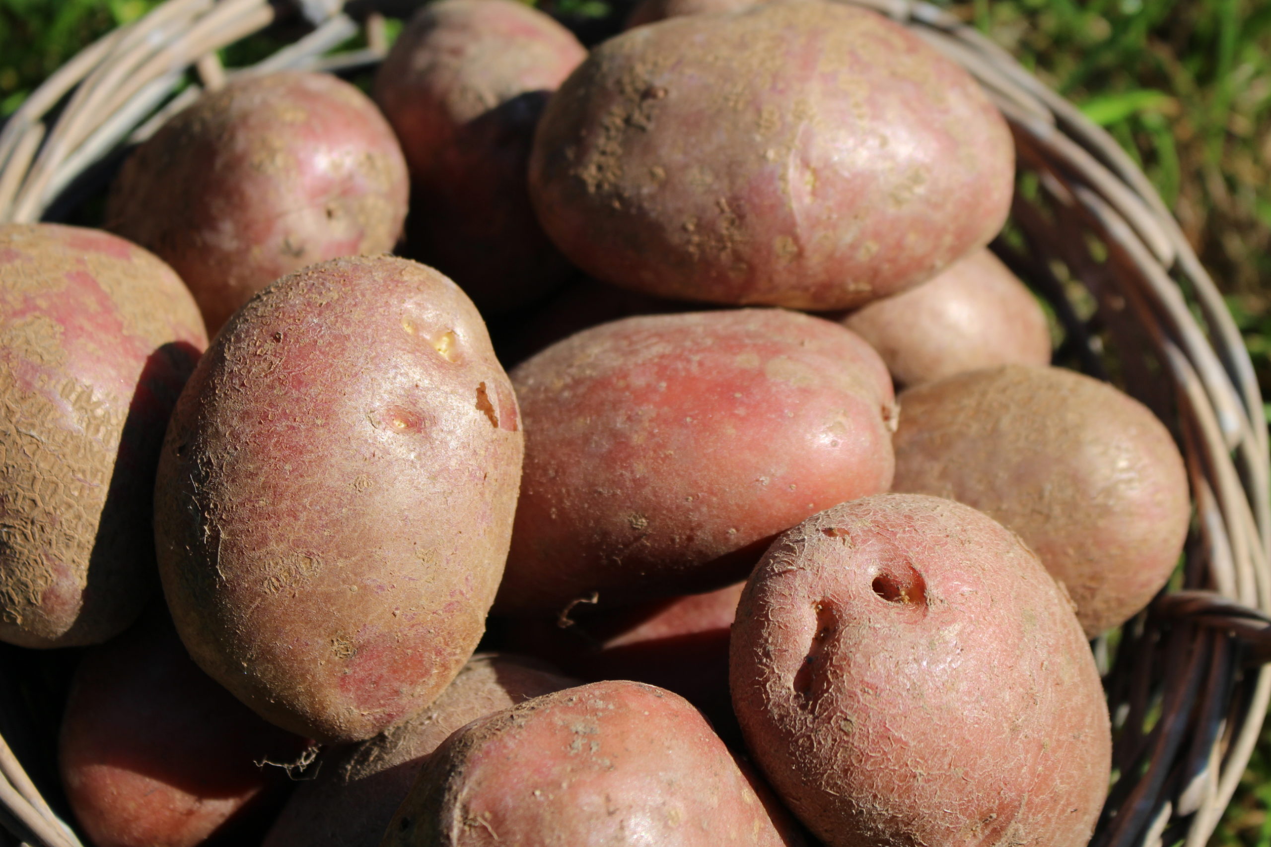 Pomme de terre de consommation à chair tendre- variété Désirée