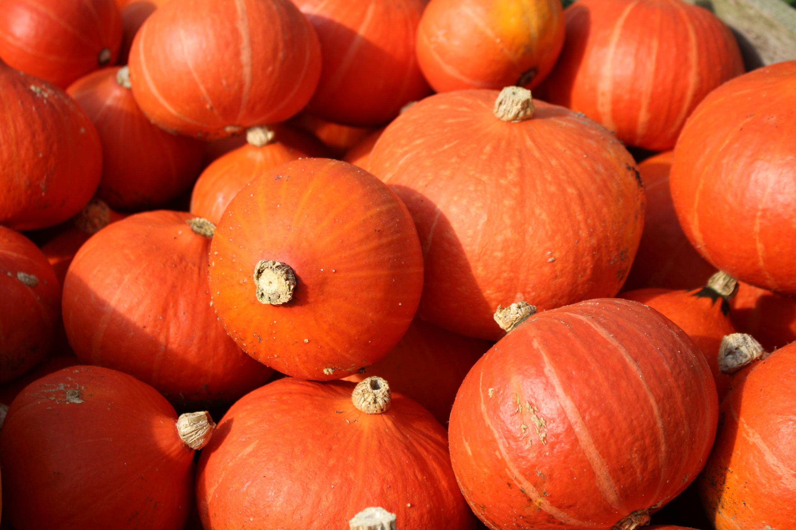 Courge Potimarron orange