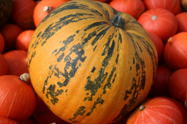 Courge Delicata