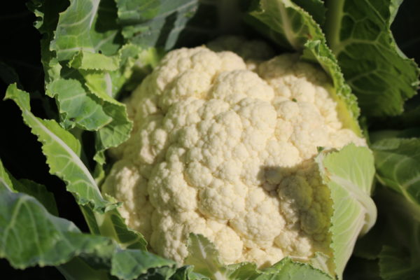 Chou fleur blanc