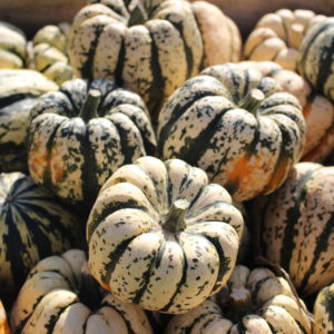 Courge Patidou