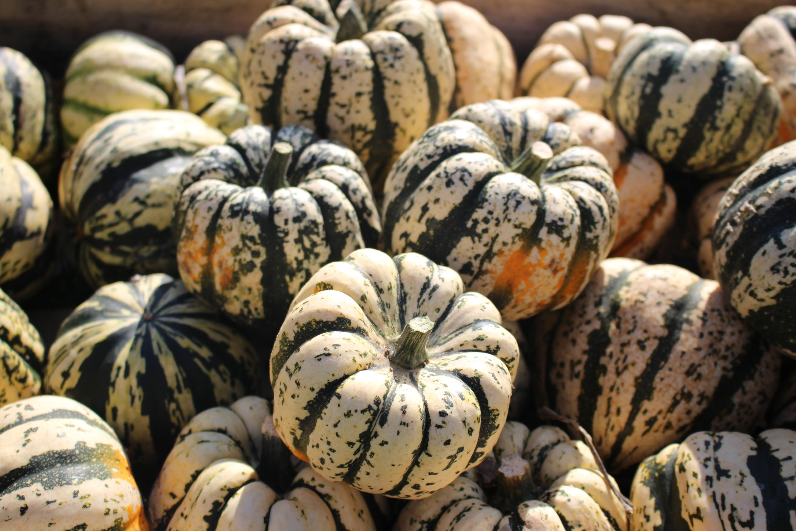Courge Patidou