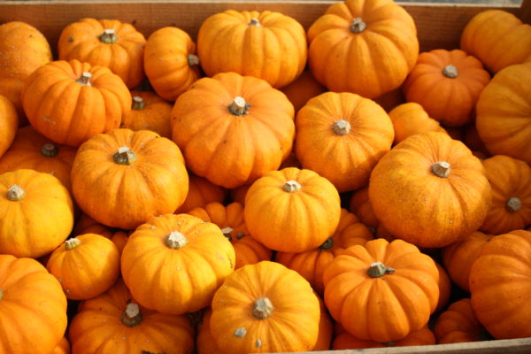 Courge Jack Be Little