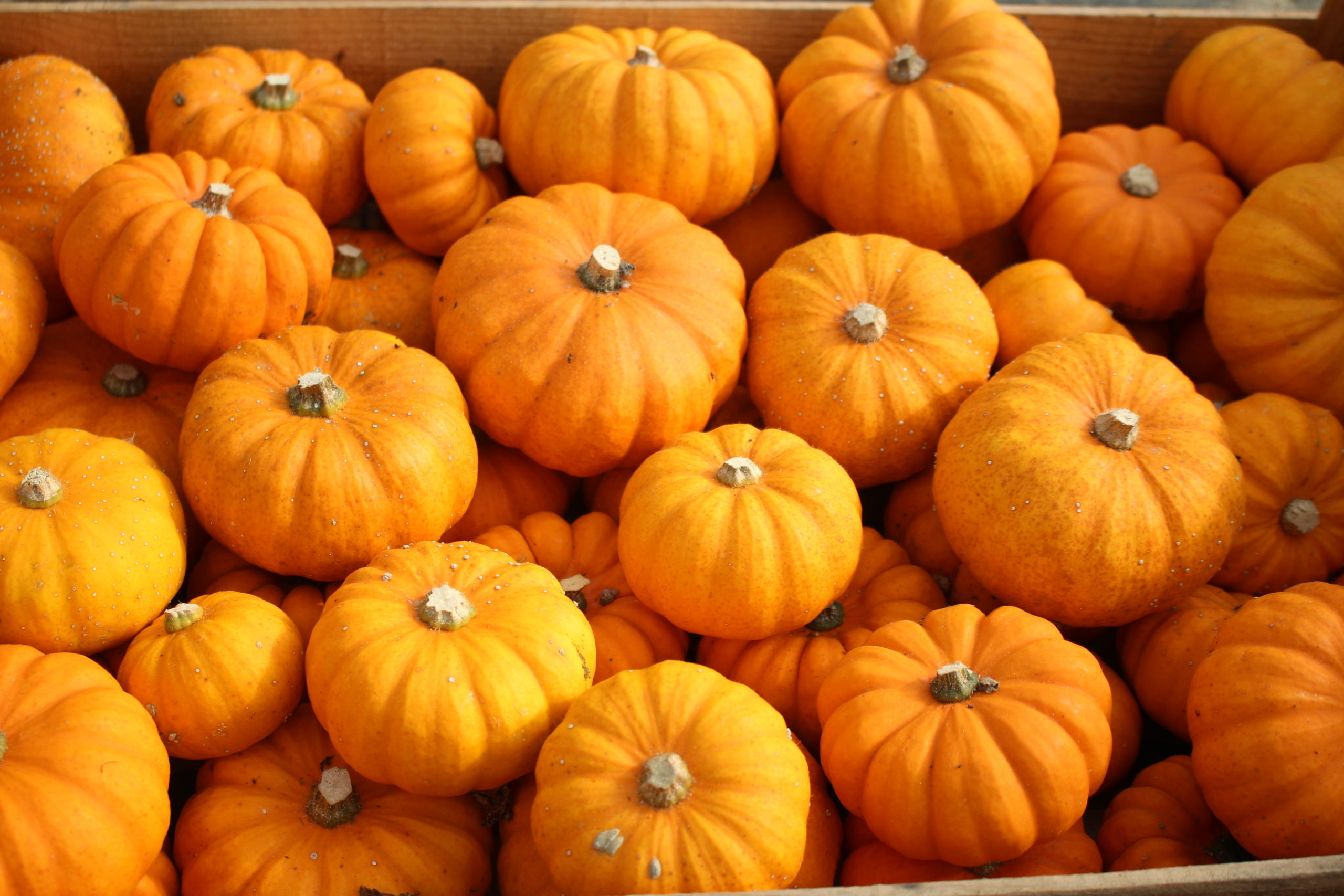 Courge Jack Be Little