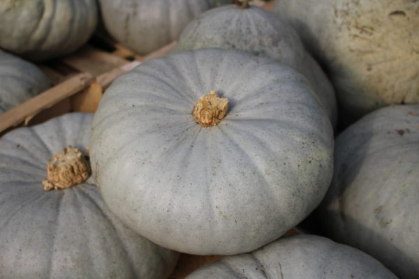 Courge Bleu de Hongrie