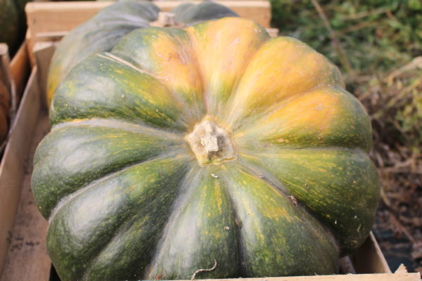 Courge Musquée de Provence