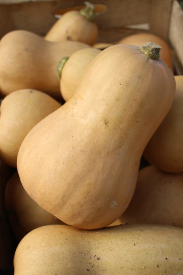 Courge Butternut