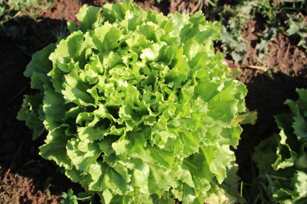 Salade Chicorée