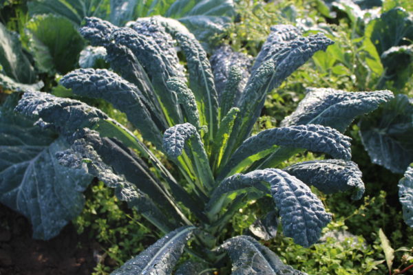 Chou Kale