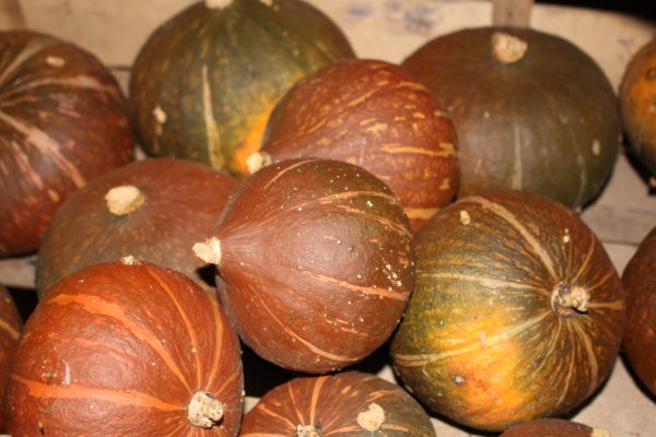 Courge Potimarron vert