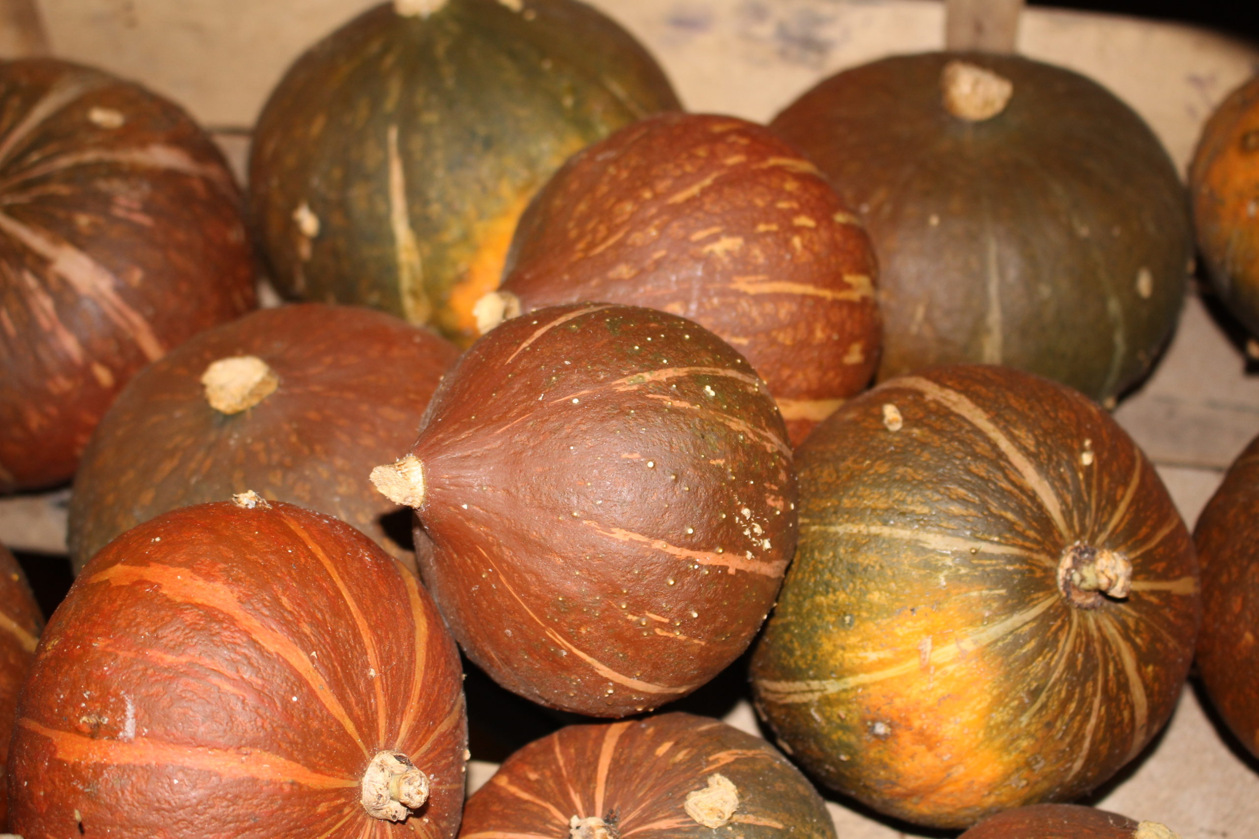 Courge Potimarron vert