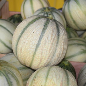 Melon