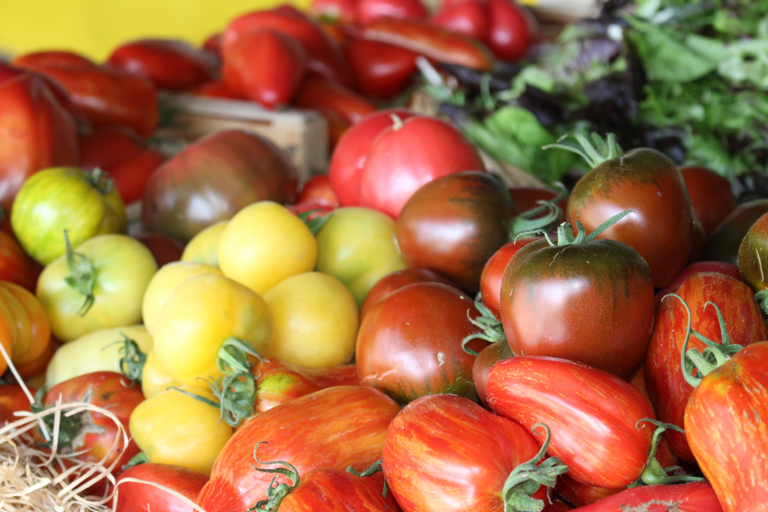 Tomates populations dites anciennes