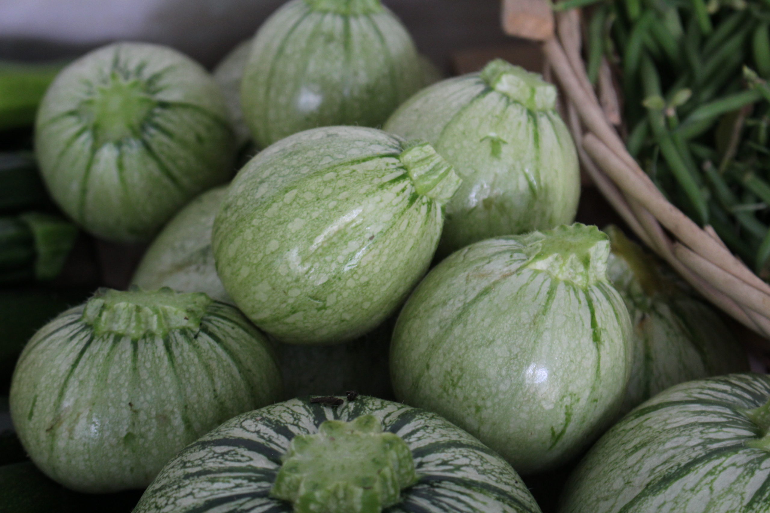 Courgettes rondes vertes