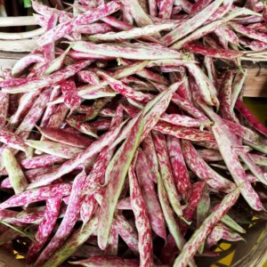 Haricots Coco