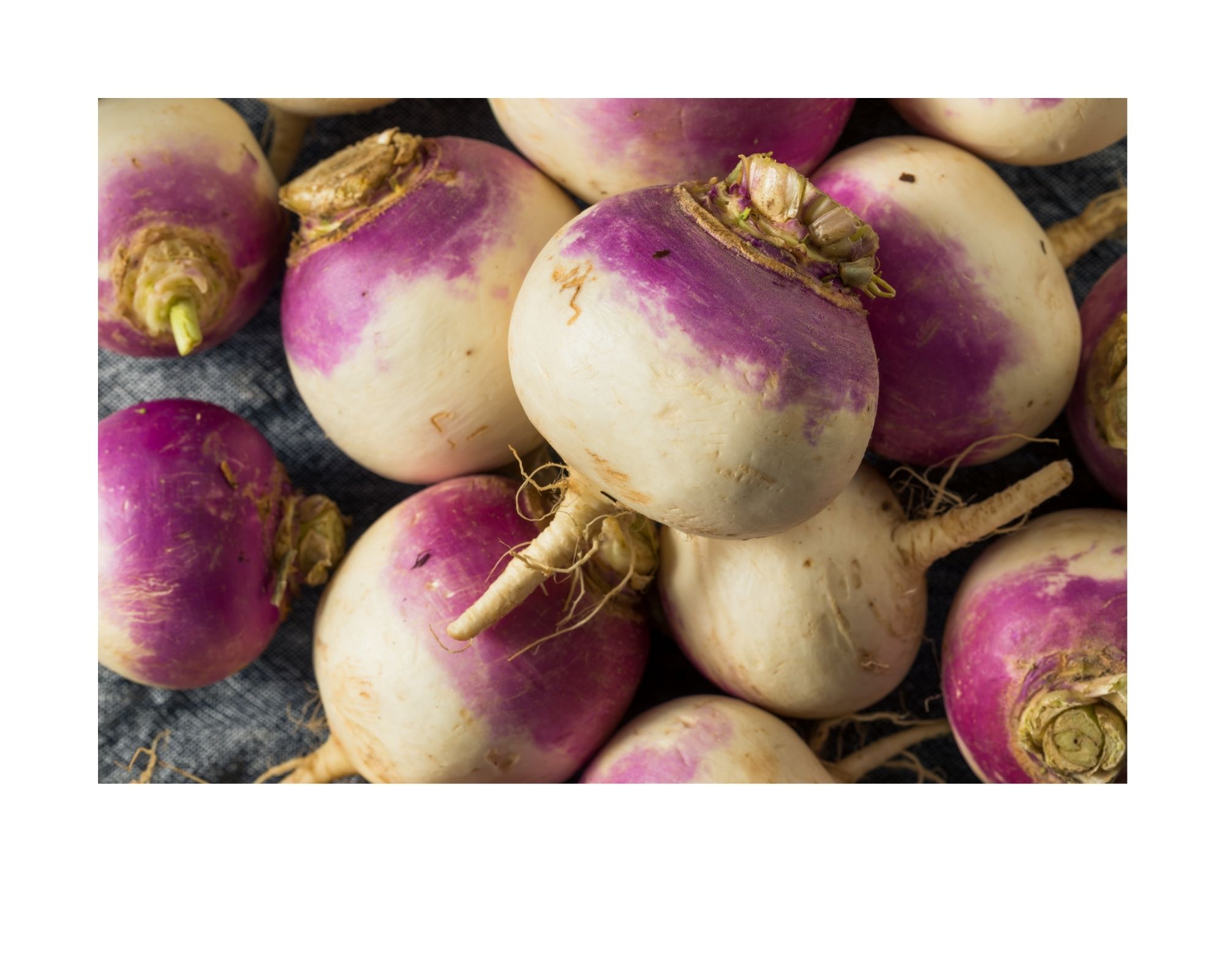 Navets violet