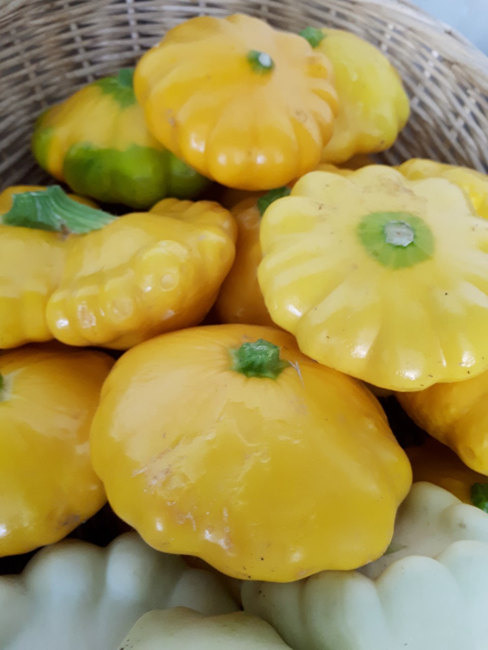 Courge Patisson jaune