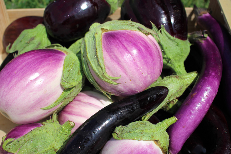 Aubergines population - variété Rosa Bianca – Image 2