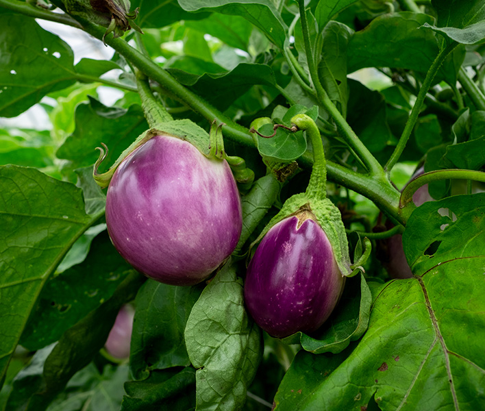 Aubergines population - variété Rosa Bianca