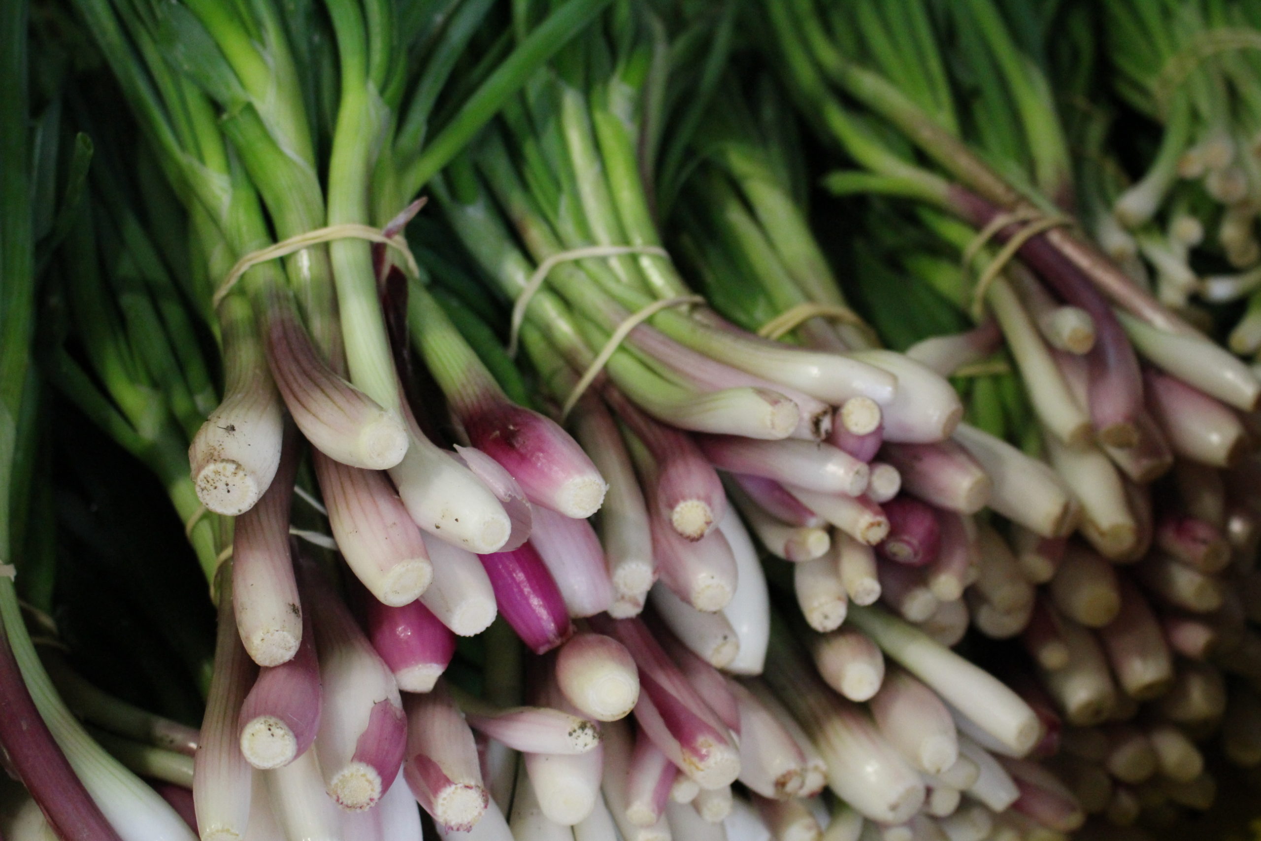 Oignons rouges nouveaux
