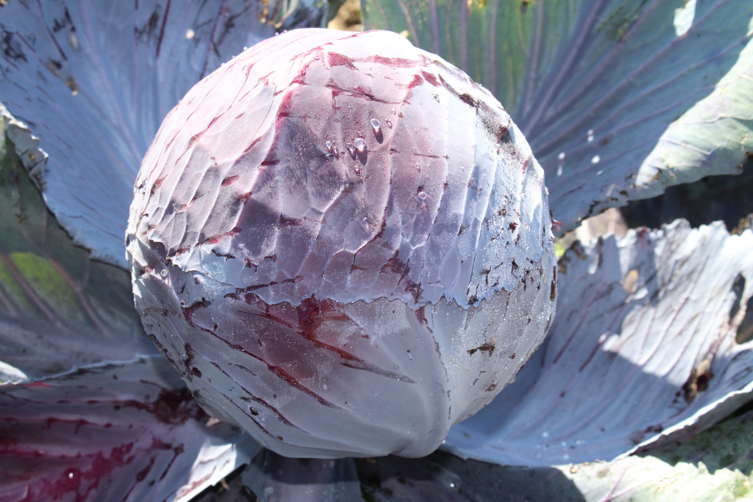 Chou cabus lisse rouge