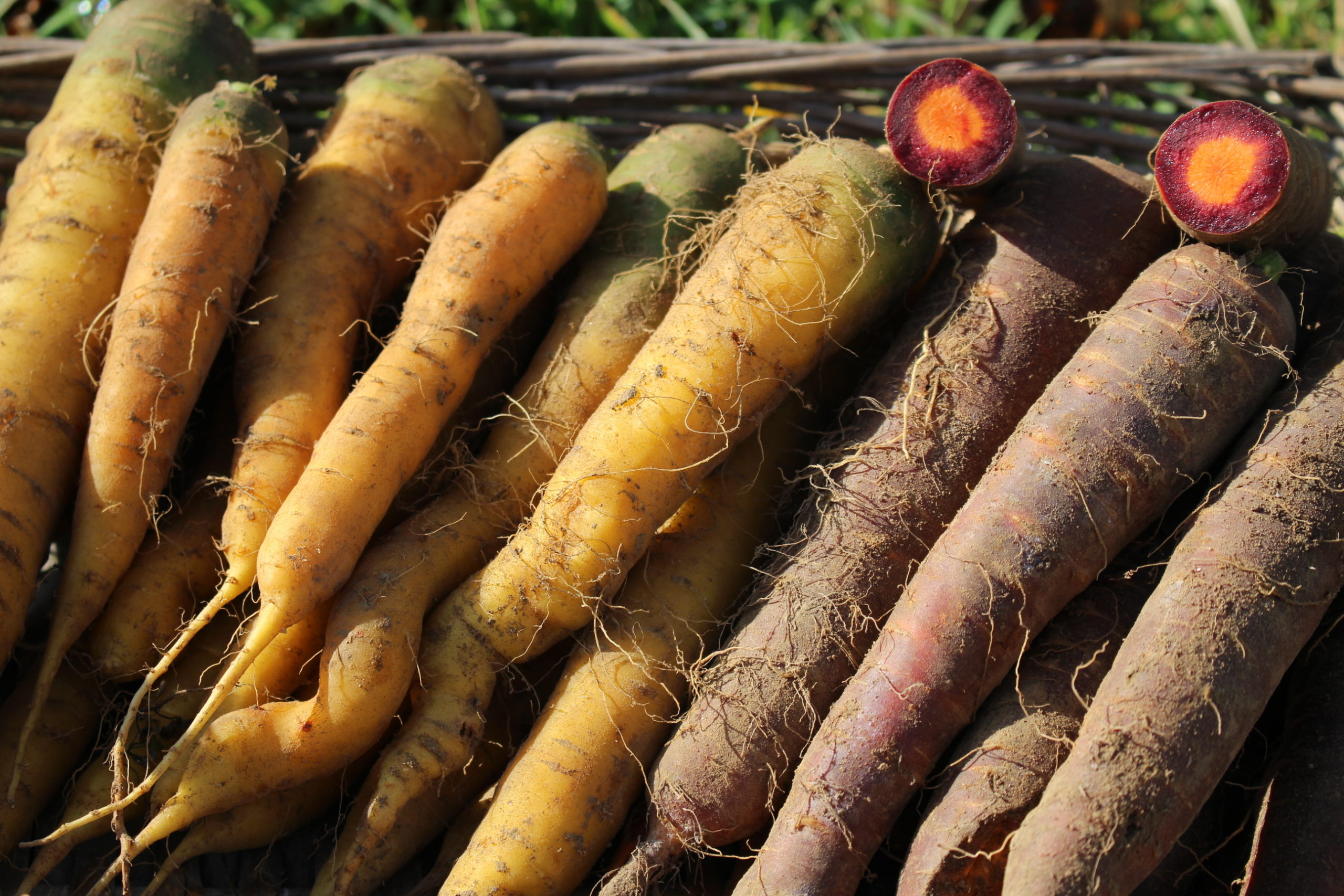 Carottes jaunes – Image 2