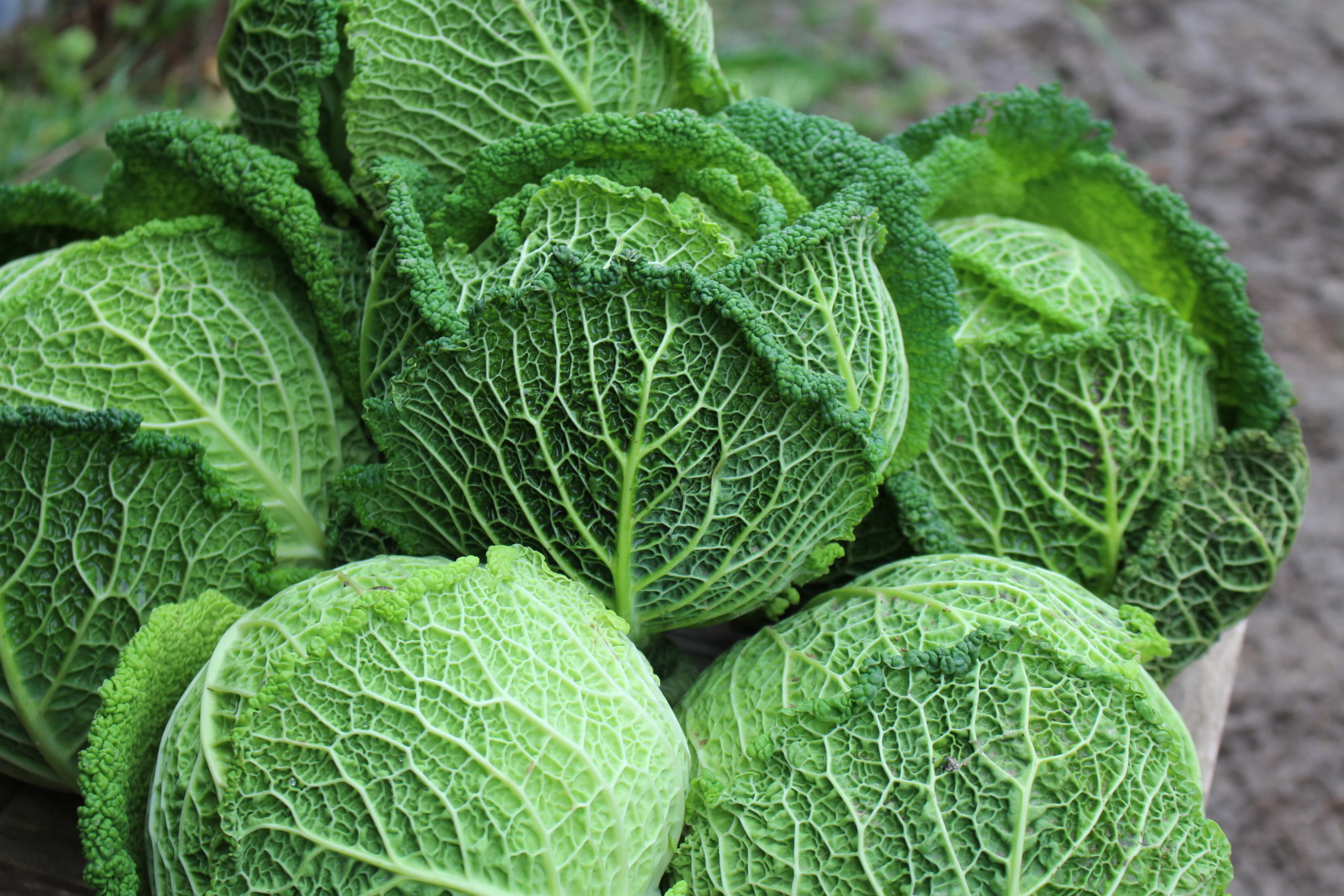 Chou pommé frisé  de Milan