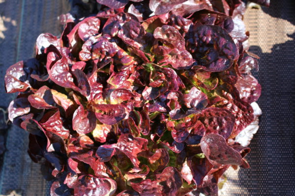 Salade feuille de chêne rouge