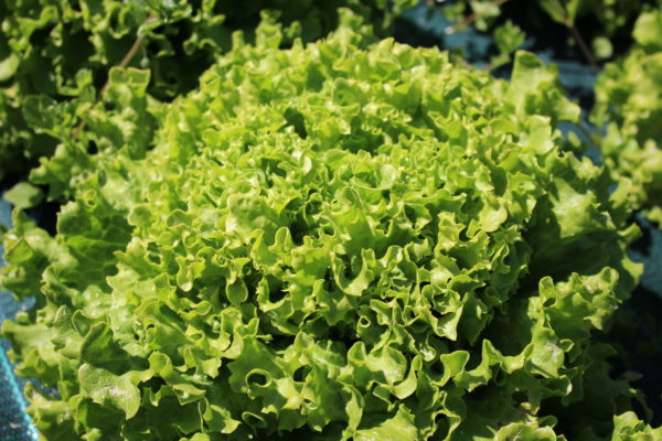 Salade Batavia verte