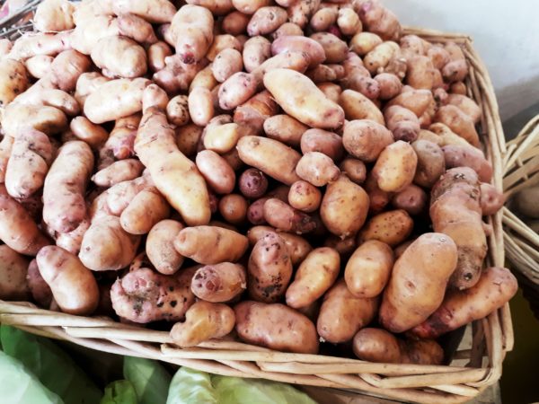 Pommes de terre variété CORNE DE GATE