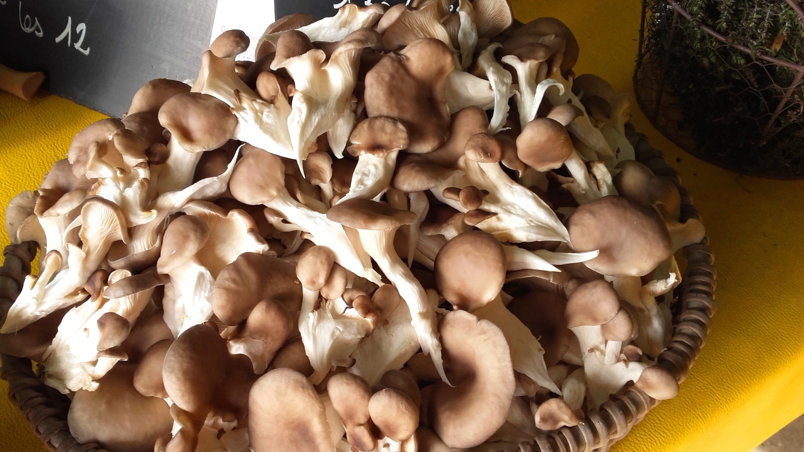 OFFRE champignons Pleurotes
