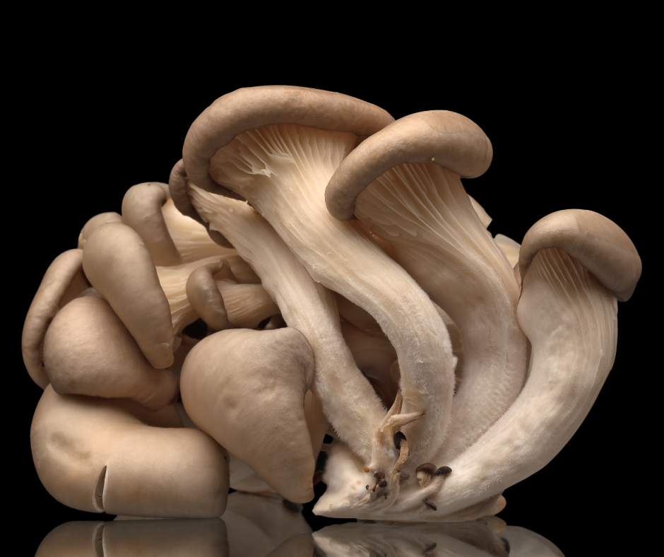 Champignon Pleurote